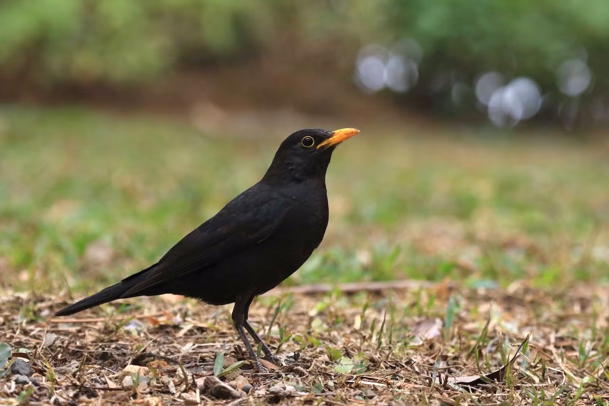 Hoét đen (Turdus mandarinus) dài 28-29 cm, là loài di cư trú đông phổ biến tại Tây Bắc, Đông Bắc, Bắc vat Trung Trung Bộ (VQG Cúc Phương, Vũ Quang, Bạch Mã, khu BTTN Đakrông vào mùa đông). Chúng sống ở rừng trống trải, rừng thứ sinh, nương rẫy.