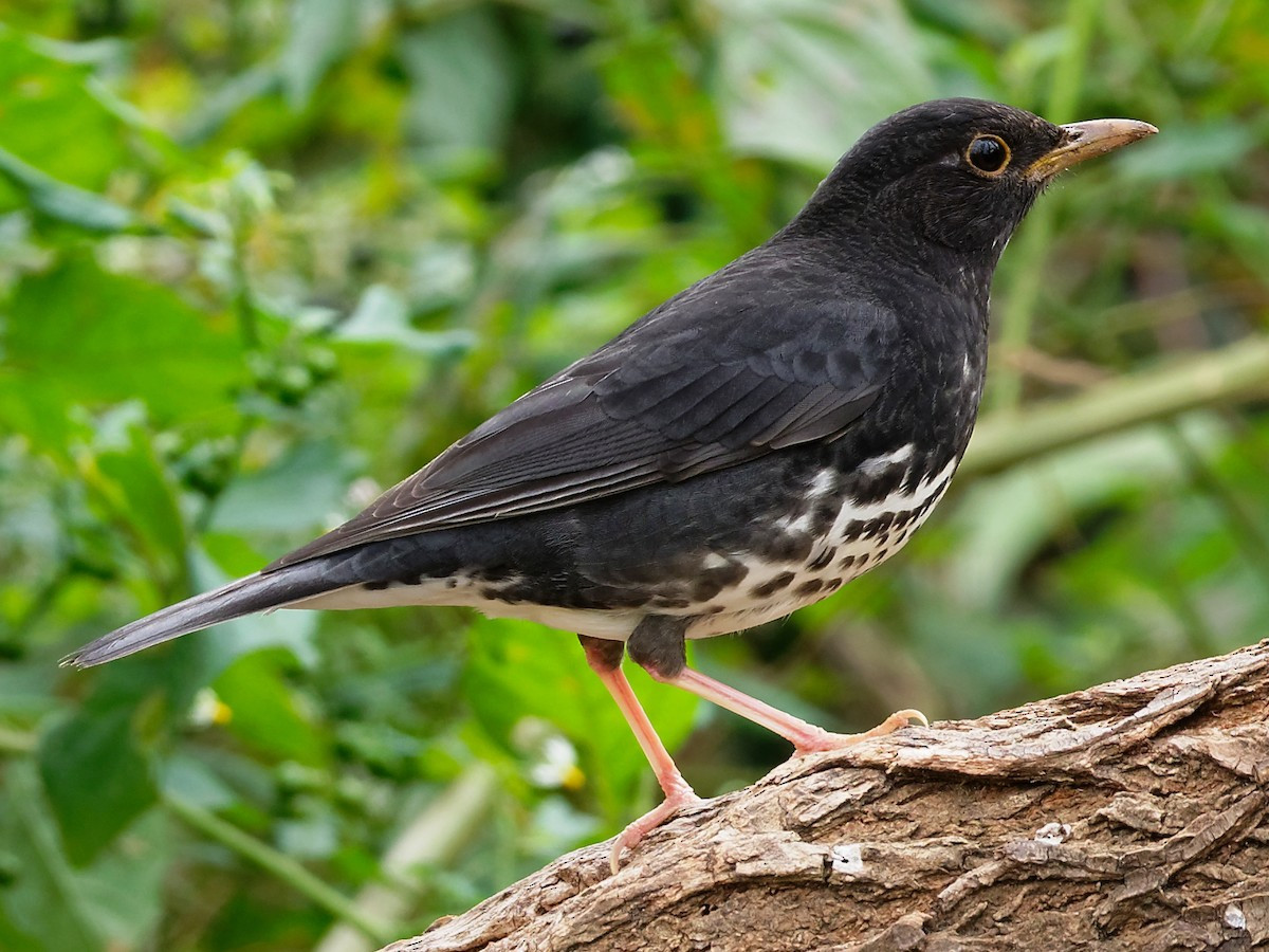Hoét bụng trắng (Turdus cardis) dài 22-23 cm, là loài di cư tương đối phổ biến qua Đông Bắc, trú đông tương đối phổ biến tại Tây Bắc, Đông Bắc, Bắc và Trung Trung Bộ (VQG Tam Đảo, Ba Vì, Cúc Phương). Chúng sống ở rừng lá rộng thường xanh, rừng thứ sinh, vườn trồng, công viên trong mùa di cư.