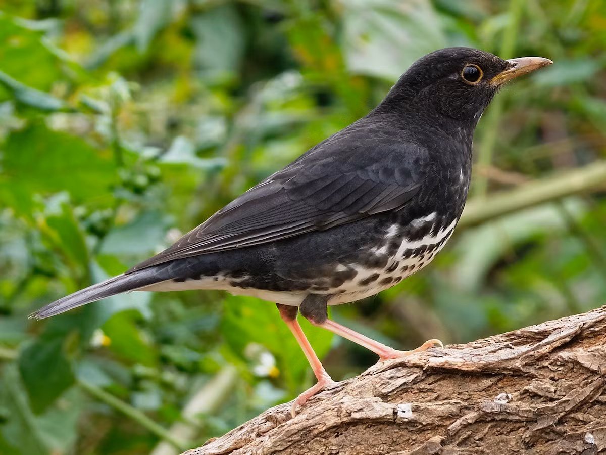 Hoét bụng trắng (Turdus cardis) dài 22-23 cm, là loài di cư tương đối phổ biến qua Đông Bắc, trú đông tương đối phổ biến tại Tây Bắc, Đông Bắc, Bắc và Trung Trung Bộ (VQG Tam Đảo, Ba Vì, Cúc Phương). Chúng sống ở rừng lá rộng thường xanh, rừng thứ sinh, vườn trồng, công viên trong mùa di cư.