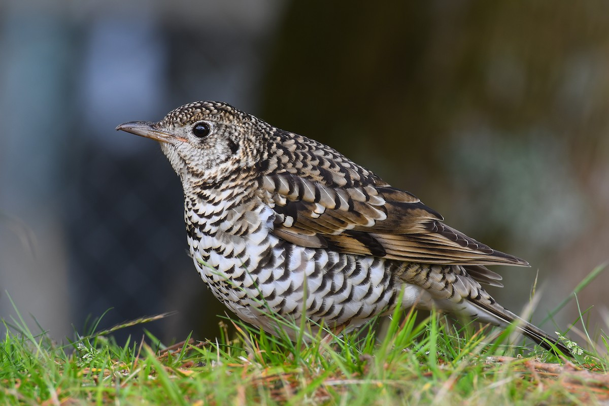 Sáo đất lớn (Zoothera aurea) dài 29-31 cm, là loài trú đông không phổ biến đến tương đối phổ biến tại Tây Bắc, Đông Bắc và Trung Bộ, ghi nhận di cư qua Đông Bắc (VQG Tam Đảo, Cúc Phương, Ba Vì, Bạch Mã, Bách Thảo Hà Nội).