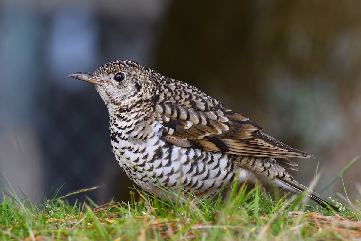 Sáo đất lớn (Zoothera aurea) dài 29-31 cm, là loài trú đông không phổ biến đến tương đối phổ biến tại Tây Bắc, Đông Bắc và Trung Bộ, ghi nhận di cư qua Đông Bắc (VQG Tam Đảo, Cúc Phương, Ba Vì, Bạch Mã, Bách Thảo Hà Nội).