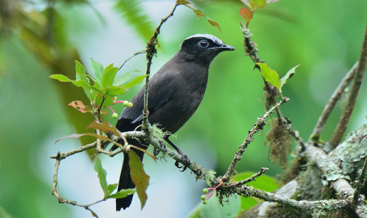 Cô cô đầu xám (Cochoa purpurea) dài 26-28 cm, là loài định cư hiếm tại Tây Bắc và Đông Bắc (VQG Hoàng Liên Sa Pa, Tam Đảo, Cúc Phương). Chúng sống ở rừng lá rộng thường xanh, độ cao 1.000-2.150 mét.
