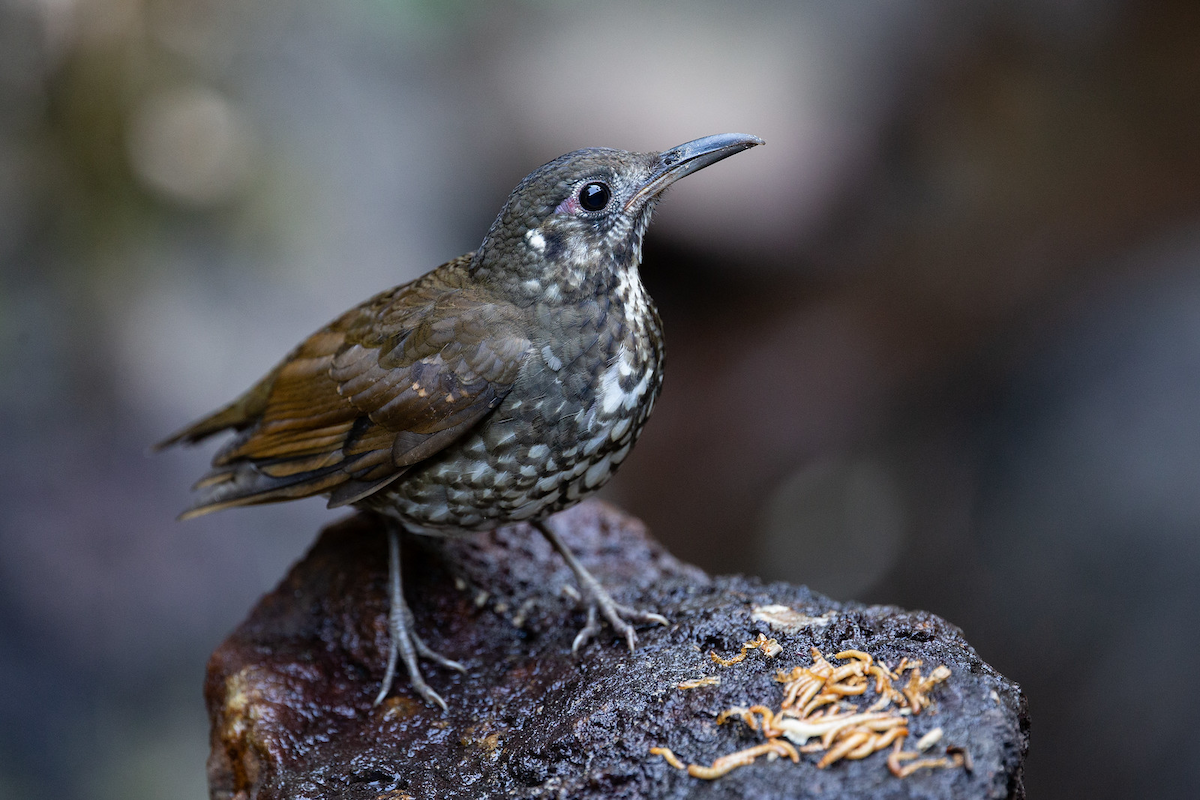 Sáo đất nâu (Zoothera marginata) dài 23-26 cm, là loài định cư tương đối hiếm tại Tây Bắc, Đông Bắc và Trung Bộ (VQG Bidoup Núi Bà). Sinh cảnh của chúng là rừng lá rộng thường xanh, thường gần các con suối hoặc khu vực ẩm ướt, độc ao 600-2.565 mét.