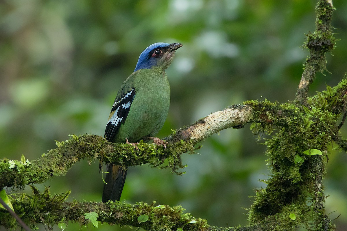 Cô cô xanh (Cochoa viridis) dài 27-29 cm, là loài định cư, tương đối hiếm tại Tây Bắc, Đông Bắc và Trung Bộ (VQG Hoàng Liên Sa Pa, Tam Đảo, Cúc Phương). Chúng sống ở rừng lá rộng thường xanh, độ cao 700-2.600 mét.