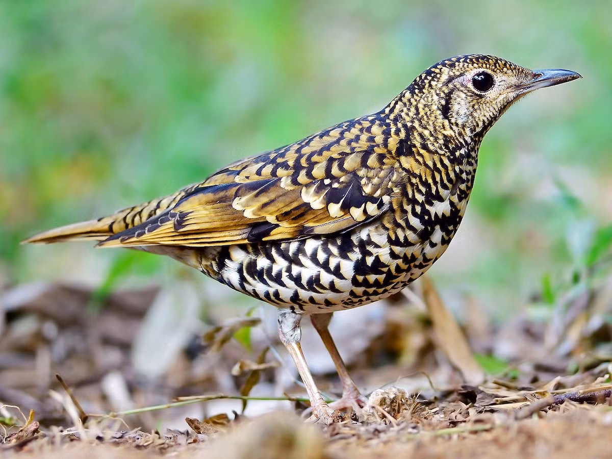 Sáo đất (Zoothera dauma) dài 27-30 cm, là loài định cư không phổ biến tại Tây Bắc, Đông Bắc và Nam Trung Bộ (VQG Bidoup Núi Bà). Chúng sống ở rừng lá rộng thường xanh và rừng lá kim, độ cao 400-2.600 mét.