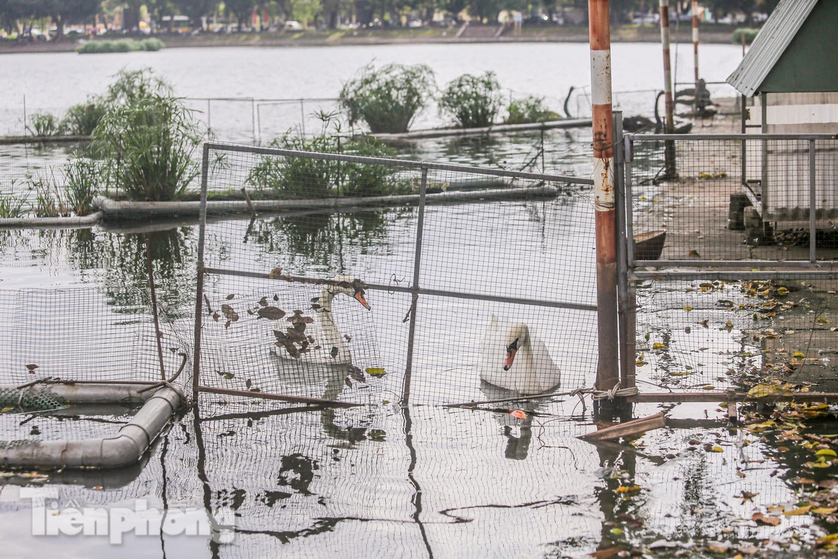 Trước đó, khi nuôi thả đã gây ra nhiều ý kiến tranh cãi vì lo sợ không phù hợp với môi trường nhiệt đới ở Việt Nam và dễ dẫn đến bệnh, chết hoặc không thể sinh sản.