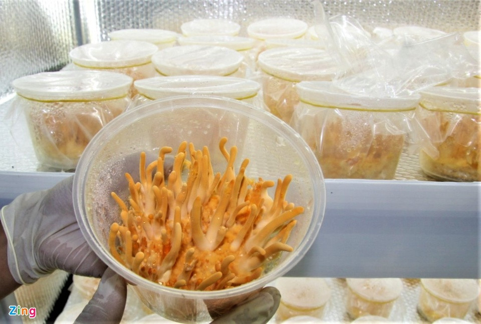 9X thu tiền tỷ nhờ 'vàng mềm' Tây Tạng 9X thu tien ty nho 'vang mem' Tay Tang