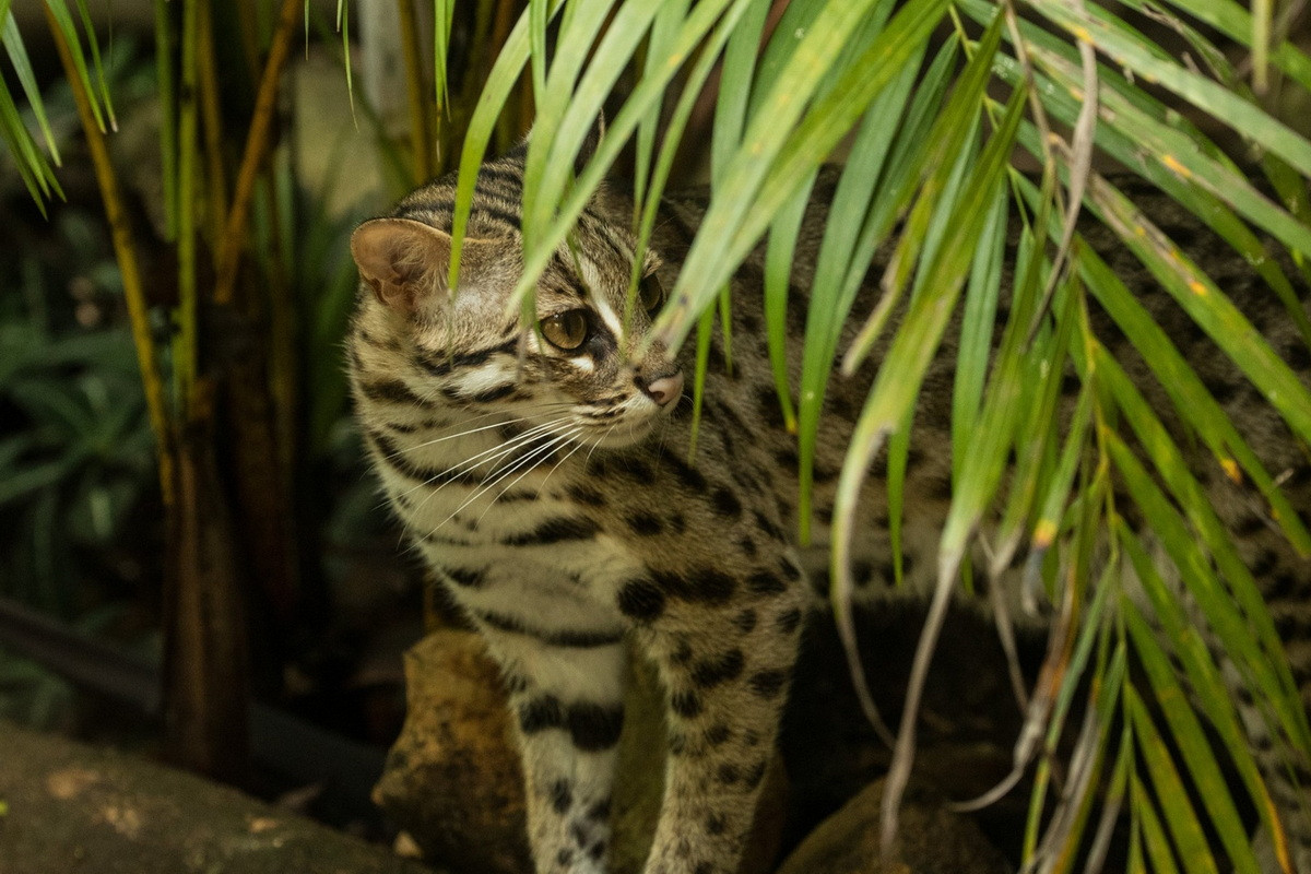 Loài mèo hoang dã này vận động nhanh nhẹn, leo trèo, bơi lội giỏi. Chúng kiếm ăn đêm, ngày ngủ trong hốc cây, hang đá, trong bụi rậm hay trên chạc cây to kín. Ảnh: Wildcreatures Hong Kong.