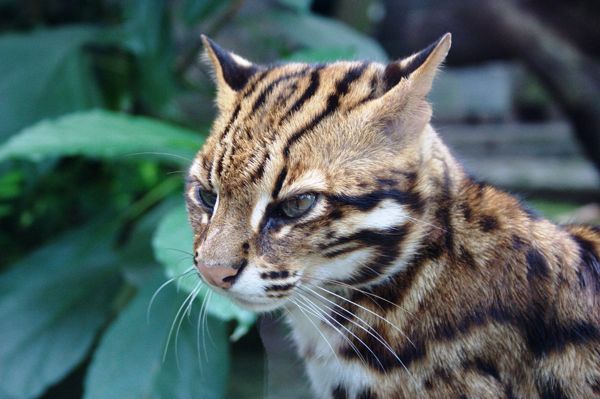 Bụng và chân mèo màu xám trắng. Đầu có những sọc màu đen, trắng chạy dọc từ đỉnh đầu đến mũi. Có thể nói, đúng với tên gọi của mình, trông chúng như những con báo đốm trong vóc dáng nhỏ nhắn của loài mèo. Ảnh: Biolib.cz.
