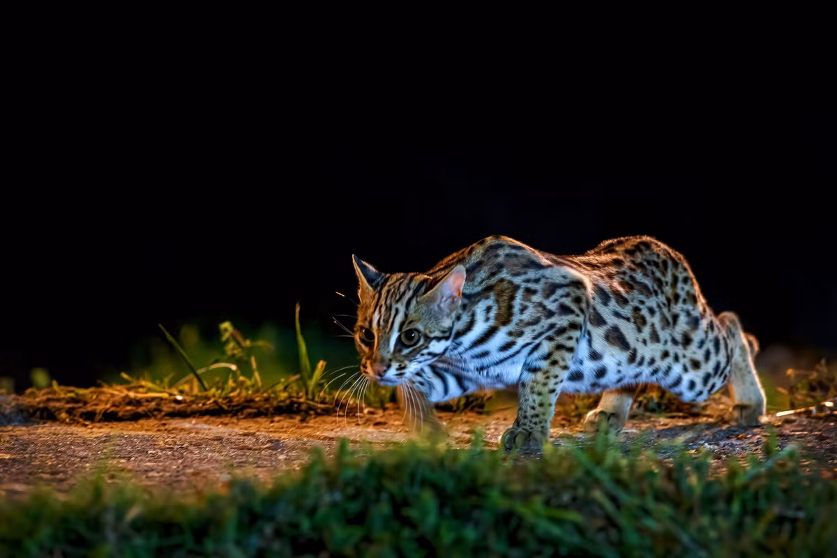 Thức ăn của mèo báo là chuột, sóc, chim, lưỡng cư và các loại côn trùng (cào cào, châu chấu), được chúng săn bắt chủ yếu bằng cách rình và vồ lấy. Ảnh: Клуб путешествий Павла Аксенова.