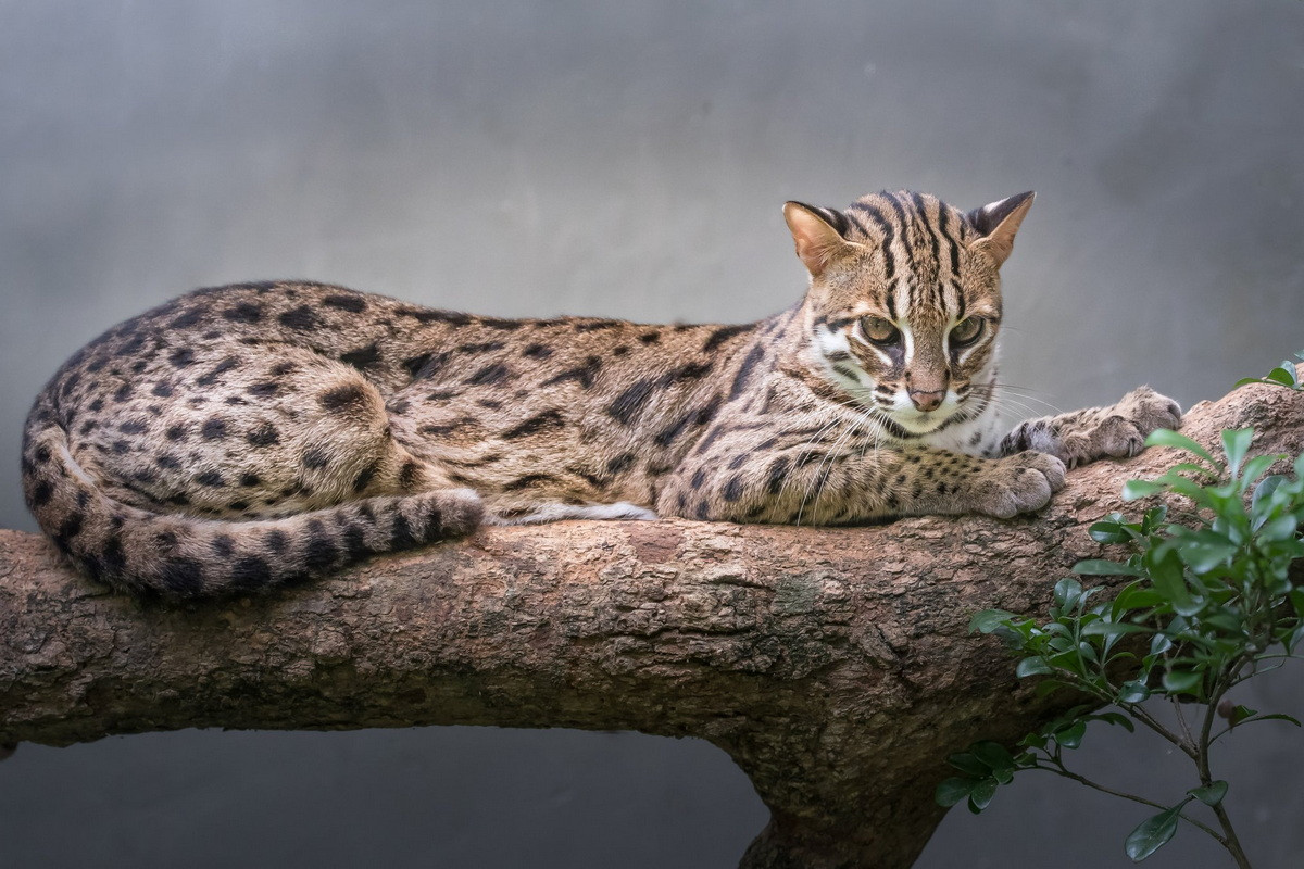 Có 12 phân loài mèo báo đã được công nhận trên thế giới, phân bố trên một phạm vi rộng gồm Nam Á, Đông Nam Á và Đông Á. Phân loài ở Việt Nam là mèo báo châu Á. Ảnh: Wildcreatures Hong Kong.