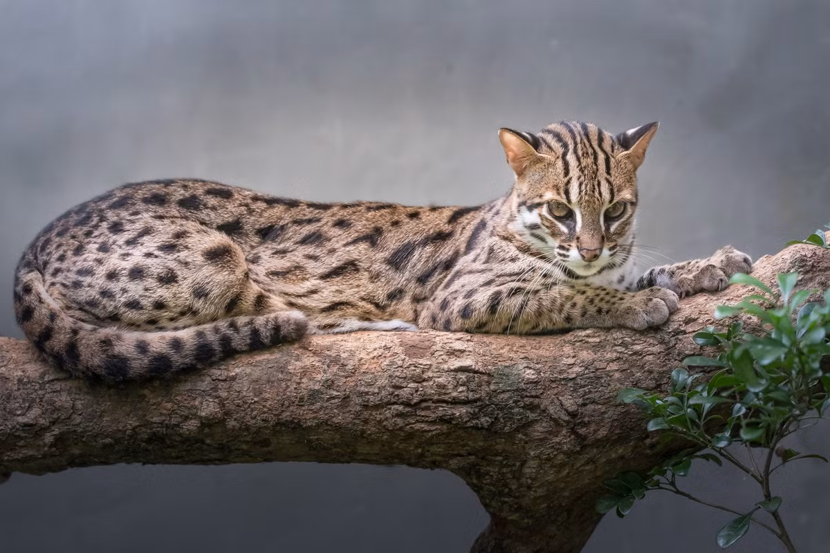 Có 12 phân loài mèo báo đã được công nhận trên thế giới, phân bố trên một phạm vi rộng gồm Nam Á, Đông Nam Á và Đông Á. Phân loài ở Việt Nam là mèo báo châu Á. Ảnh: Wildcreatures Hong Kong.