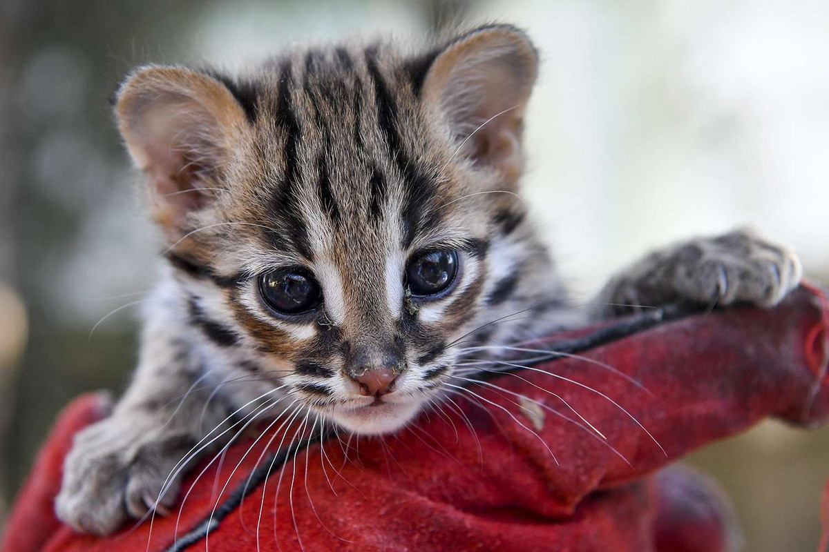 Thời gian mang thai của chúng kéo dài 60–70 ngày. Mỗi lứa mèo mẹ đẻ 2-3 con. Mèo con mở mắt muộn nhất vào 15 ngày tuổi. Chúng thành thục sinh dục khi khoảng một tuổi. Ảnh: People.com.