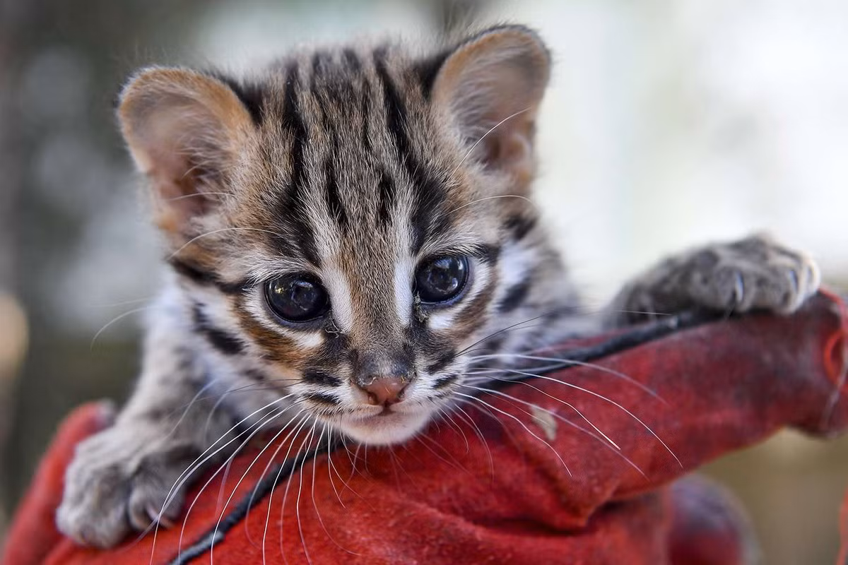 Thời gian mang thai của chúng kéo dài 60–70 ngày. Mỗi lứa mèo mẹ đẻ 2-3 con. Mèo con mở mắt muộn nhất vào 15 ngày tuổi. Chúng thành thục sinh dục khi khoảng một tuổi. Ảnh: People.com.