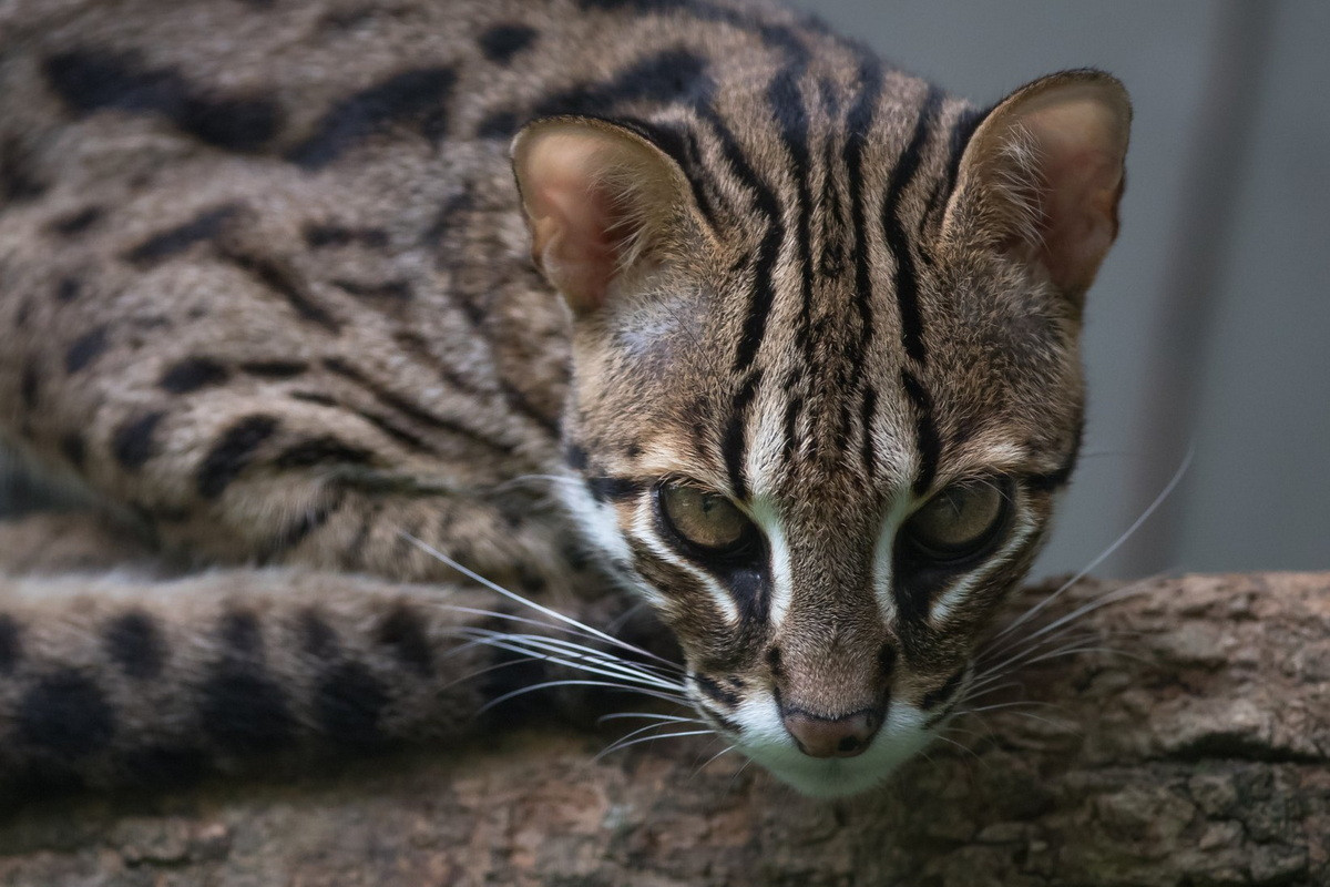 Trong tự nhiên, mèo báo sống ở rừng thứ sinh nghèo, trên các savan cây bụi, các bãi cây ven nương rẫy, không ở cố định một chỗ. Ảnh: Wildcreatures Hong Kong.