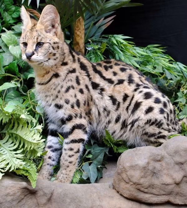  2. Mèo Savannah. Trọng lượng trung bình: 5-11 kg. Chiều cao trung bình: 28-43 cm.