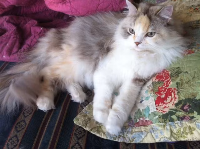  5. Mèo Ragamuffin. Trọng lượng trung bình: 4,5-9 kg. Chiều cao trung bình: 22-25 cm.