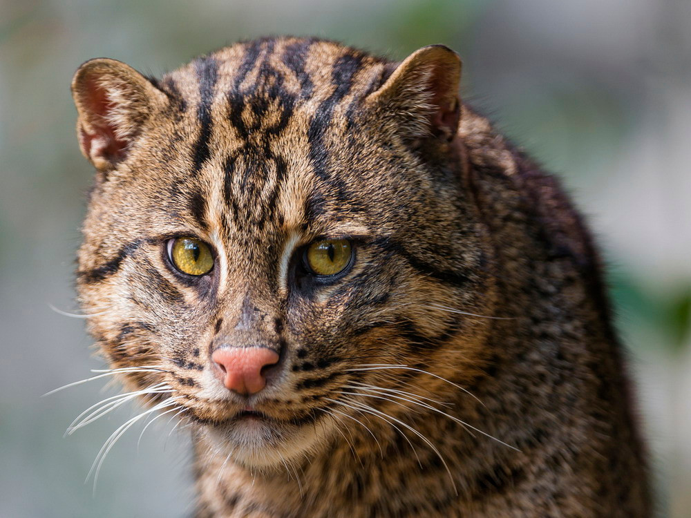 Hiện nay, tình trạng săn bắt quá mức để lấy thịt, lông hoặc làm vật nuôi cùng sự huỷ hoại các sinh cảnh ngập nước làm cho loài mèo độc đáo này suy giảm mạnh về số lượng.