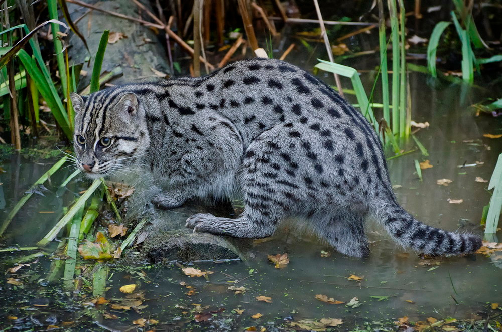 Chúng được xếp vào diện Sắp nguy cấp trong Sách Đỏ IUCN và Nguy cấp trong Sách Đỏ Việt Nam. Mời quý độc giả xem video: Ý nghĩa những phong tục ngày Tết Việt | VTC1.