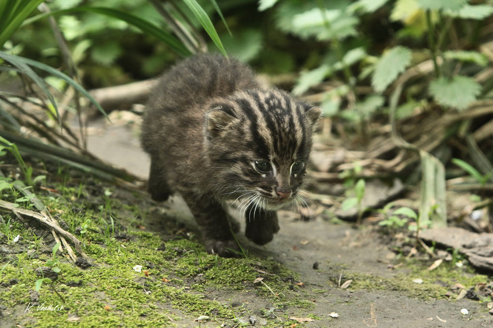 Thời gian mang thai của mèo cá mẹ kéo dài khoảng 63-71 ngày, mỗi lứa đẻ 1-4 con. Chúng nuôi con trong các hốc đất đá, bụi rậm, hốc cây…