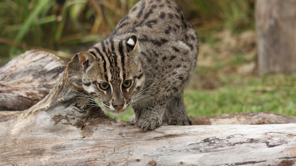 Trên thế giới, mèo cá phân bố ở Nam Á và Đông Nam Á. Tại Việt Nam, chúng được ghi nhận ở các vùng rừng ngập mặn đồng bằng sông Cửu Long.