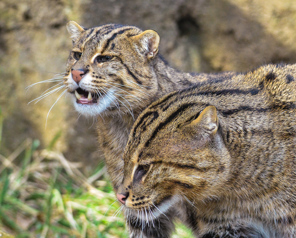 Mèo cá có thể chộp con mồi từ phía trên, đồng thời cũng có thể lặn sâu xuống để đuổi bắt cá dưới đáy nước. Các chú mèo cá con được làm quen với nước từ khi còn rất nhỏ.