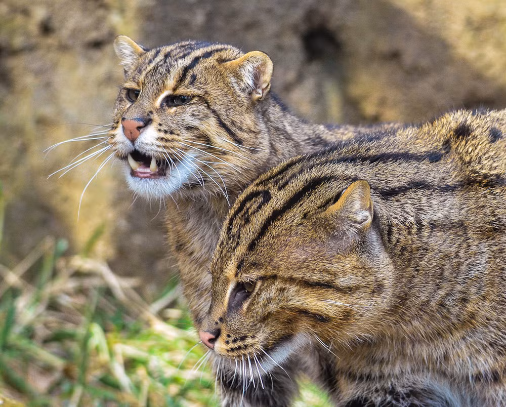 Mèo cá có thể chộp con mồi từ phía trên, đồng thời cũng có thể lặn sâu xuống để đuổi bắt cá dưới đáy nước. Các chú mèo cá con được làm quen với nước từ khi còn rất nhỏ.