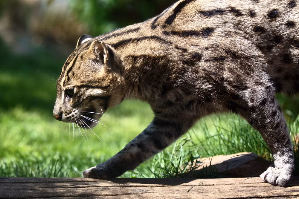 Về hình thể, mèo cá có kích thước lớn hơn nhiều so với mèo nhà. Bộ lông của chúng có màu xám gio và nhiều đốm mờ nhỏ lẫn trong nền xám. Đuôi mèo cá ngắn rõ rệt, chỉ xấp xỉ 1/3 dài thân.