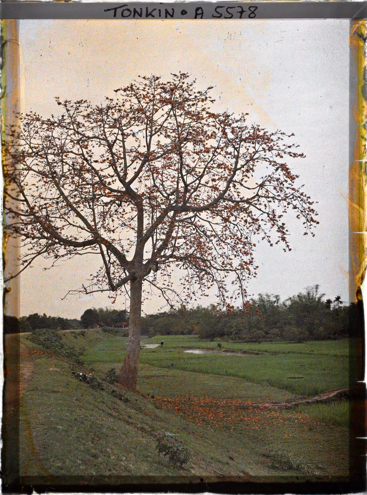 Hoa gạo rụng đỏ triền đê.