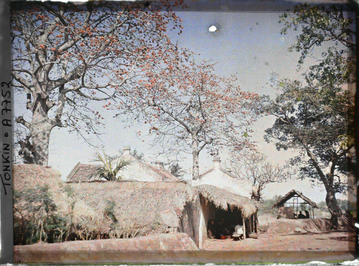 Hoa gạo rực rỡ trên những mái nhà tranh.