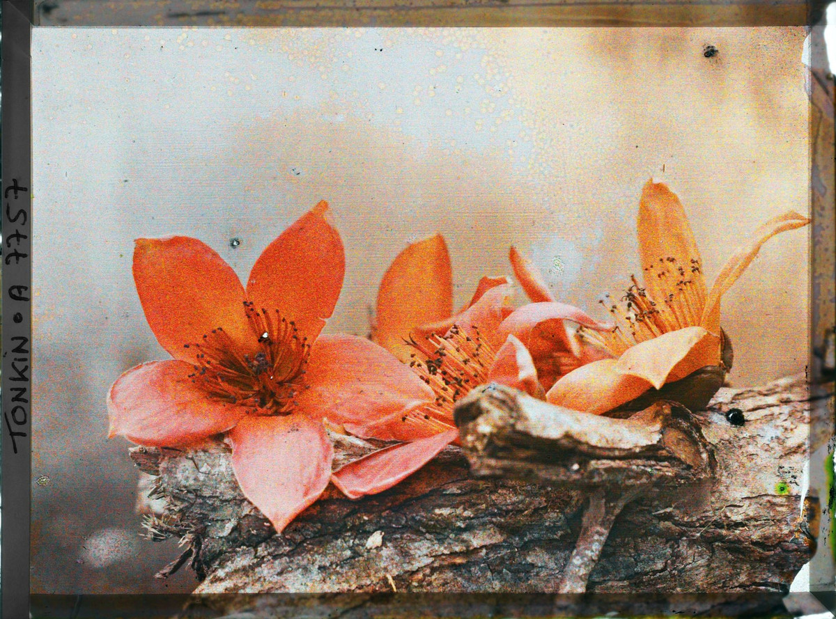 Cận cảnh hoa gạo.