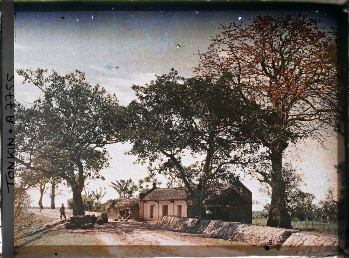 Cảnh sinh hoạt bên cây gạo cổ thụ.