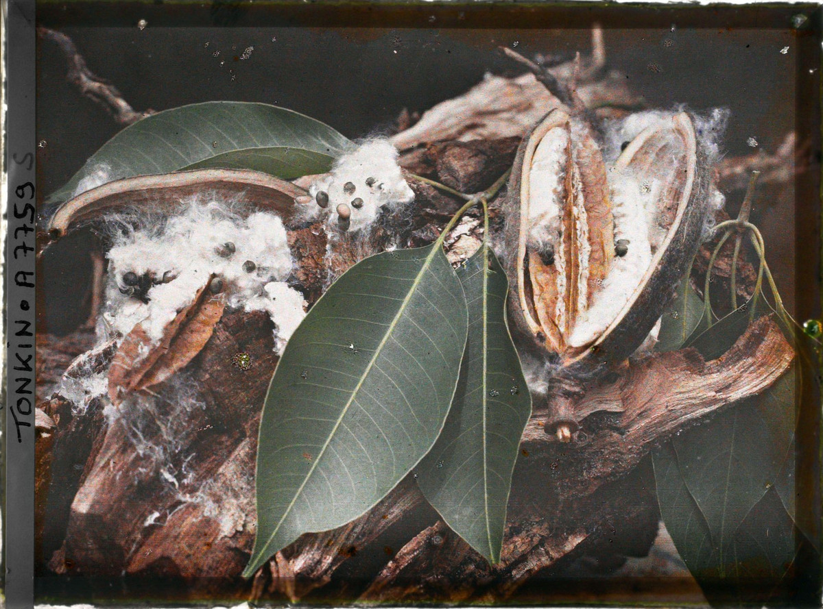 Lá và quả hoa gạo.