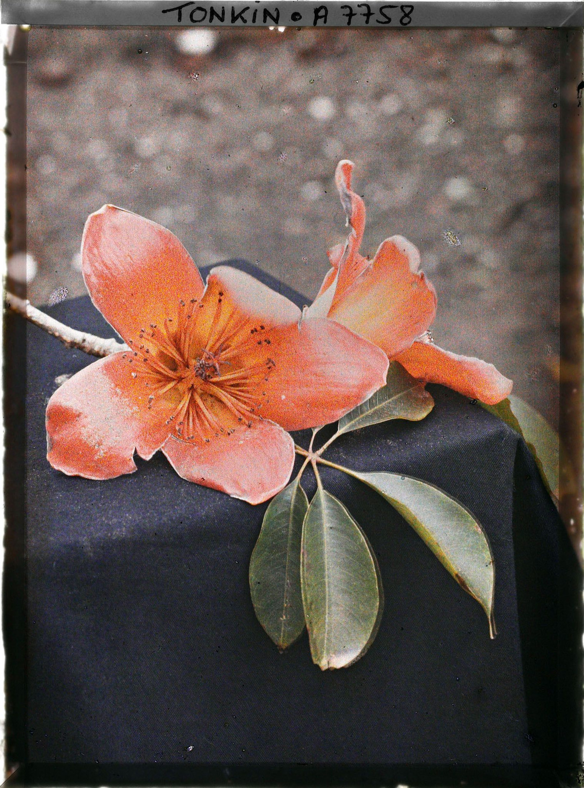 Cận cảnh là và hoa cây gạo.