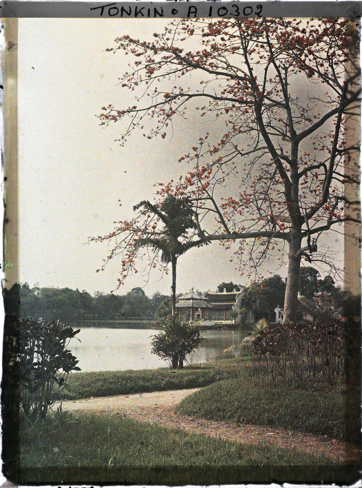 Hoa gạo khoe sắc bên bờ hồ Hoàn Kiếm. Đền Ngọc Sơn ở phía xa.