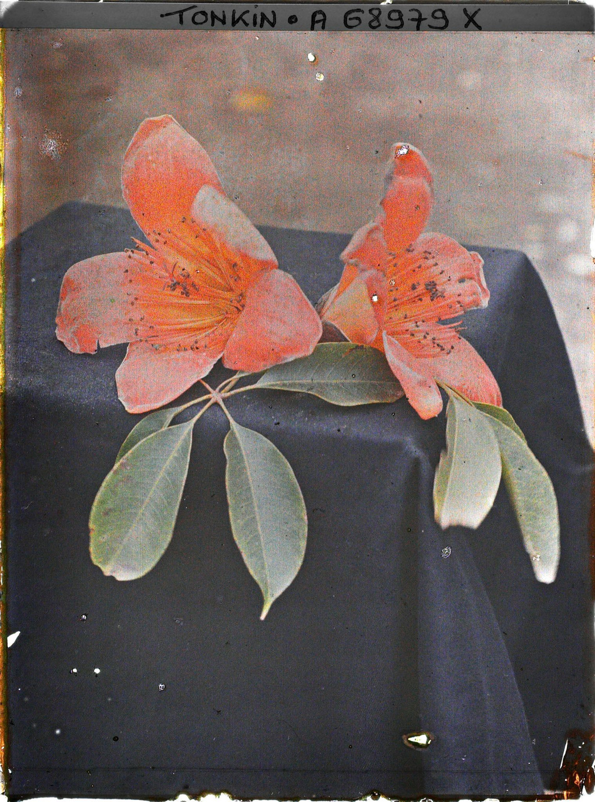 Cận cảnh là và hoa cây gạo.