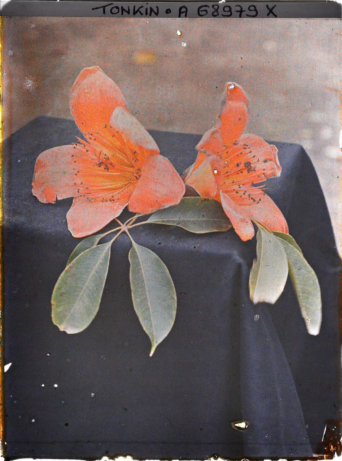 Cận cảnh là và hoa cây gạo.