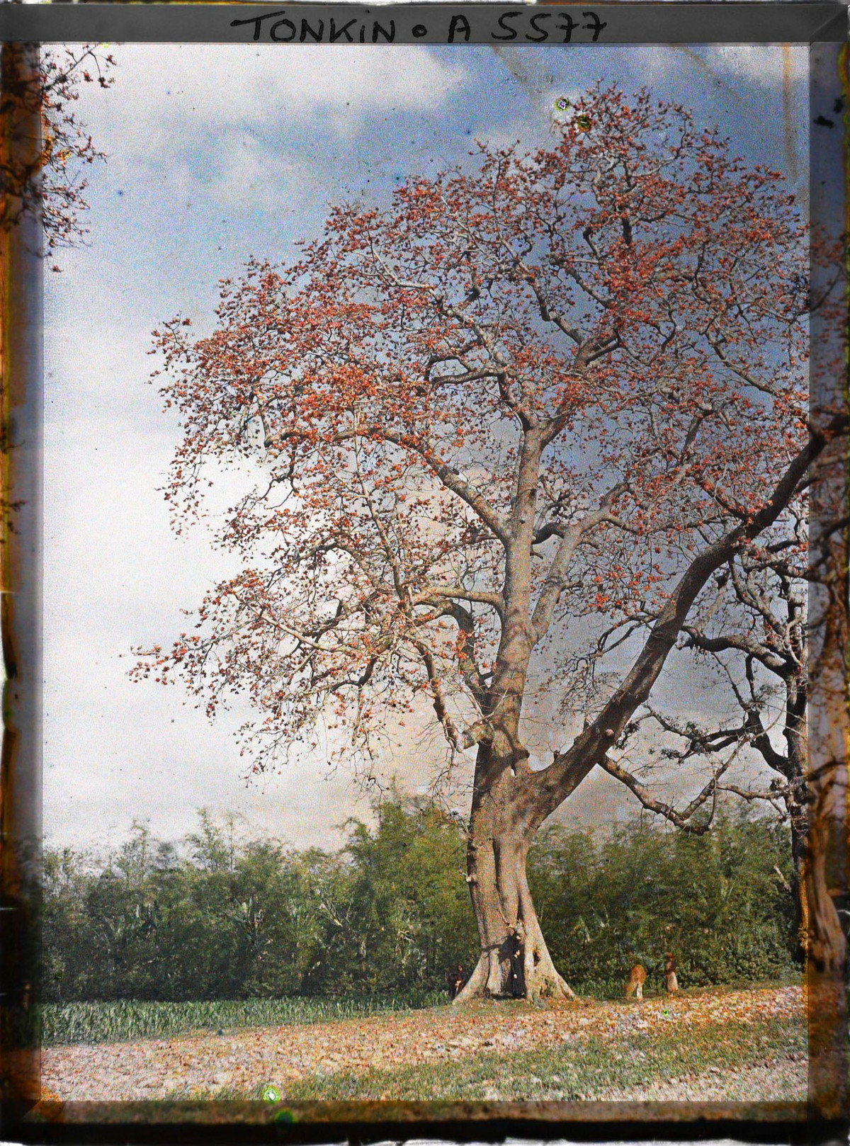 Đường làng thắm sắc hoa gạo.