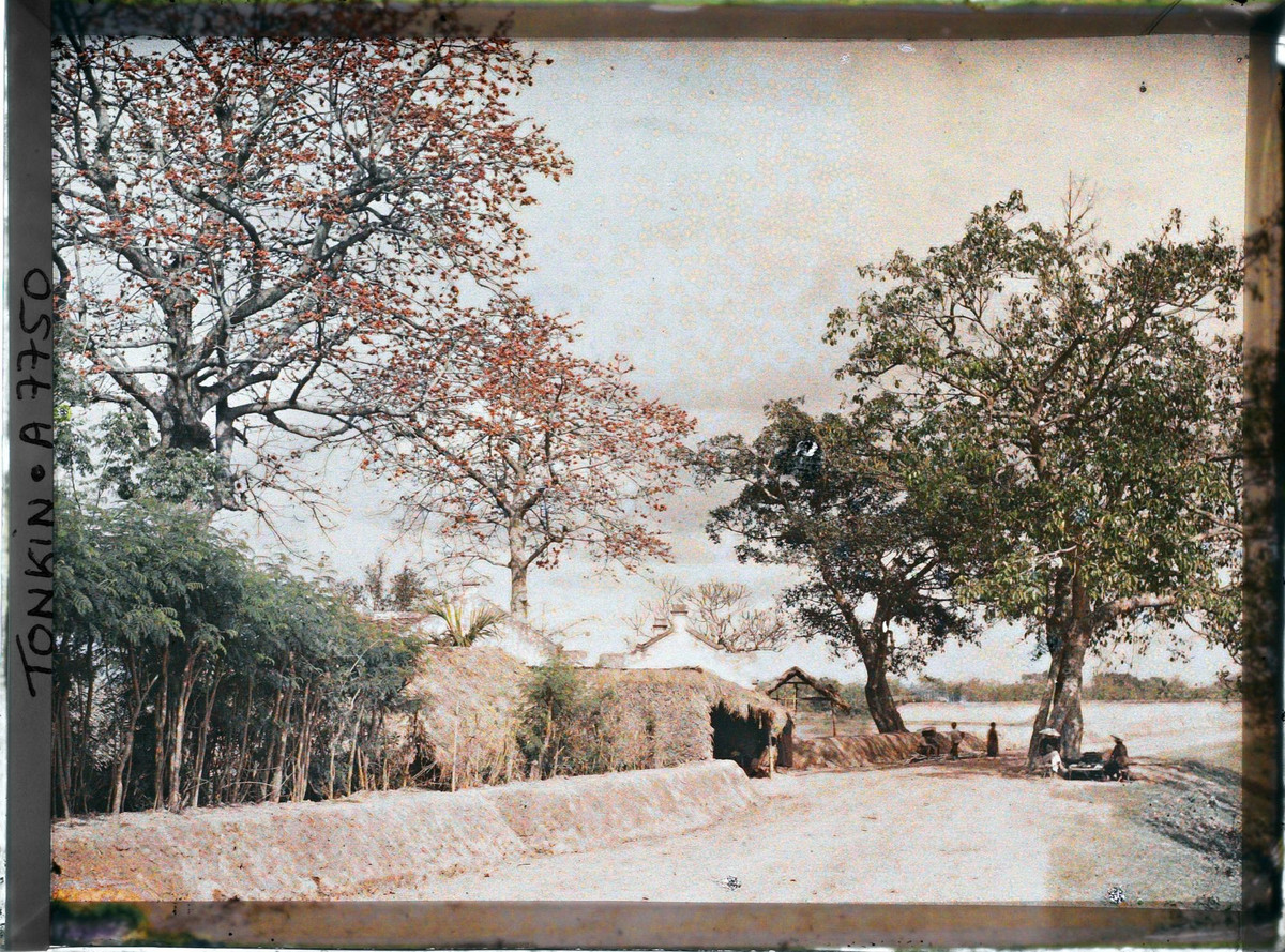 Mùa hoa gạo ở ngôi làng ngoại thành Hà Nội.