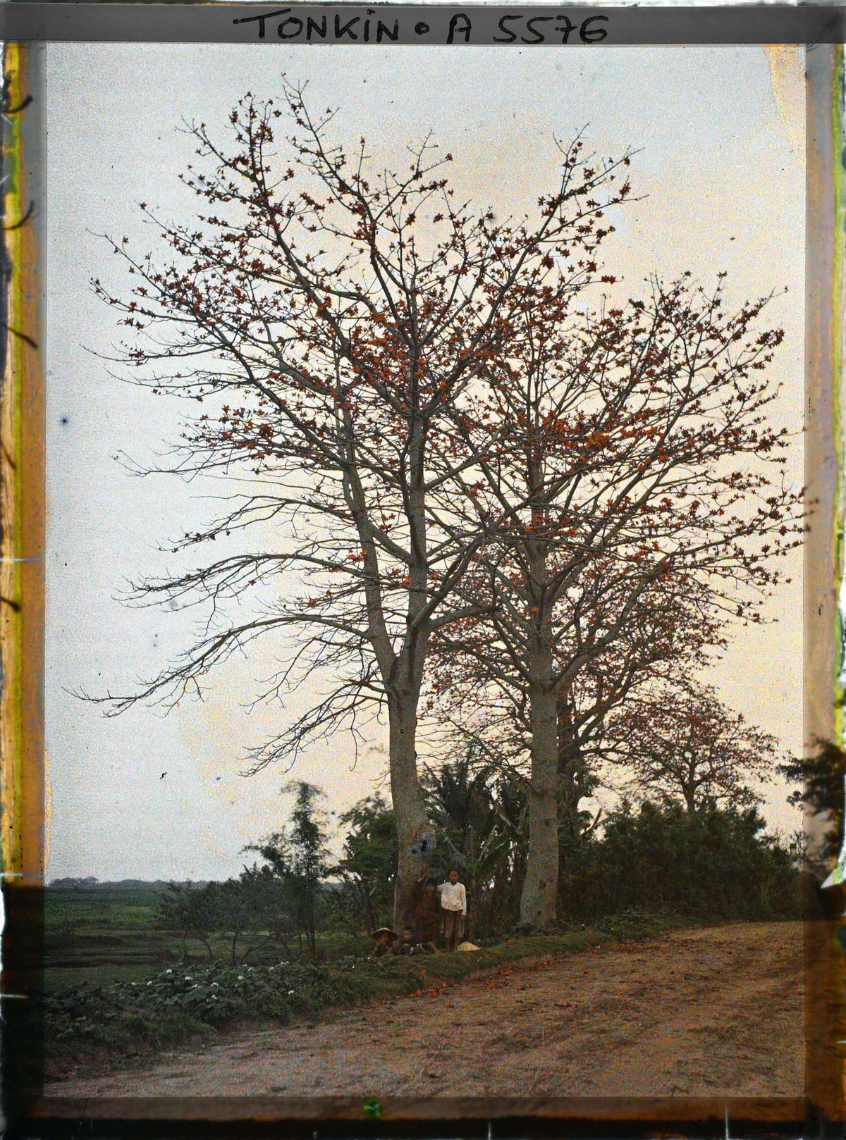 Hai cây hoa gạo lớn bên con đường ngoại thành Hà Nội.