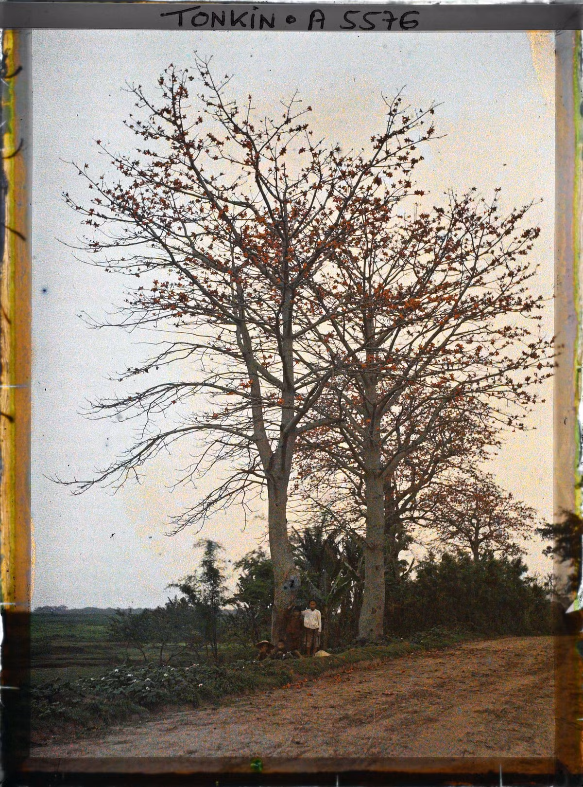 Hai cây hoa gạo lớn bên con đường ngoại thành Hà Nội.