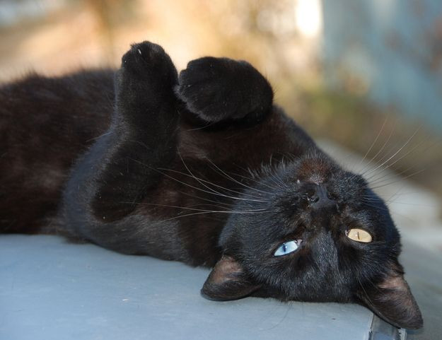 Cuộc tàn sát mèo vô tội vạ trên diện rộng đã để lại một hậu quả vô cùng nghiêm trọng. Thiếu mèo nên lũ chuột tha hồ hoành hành, khiến mùa màng bị tàn phá, các khu dân cư náo loạn.