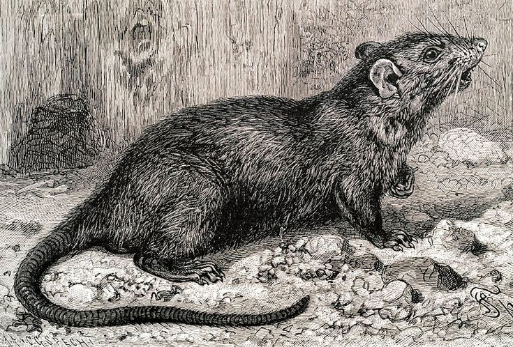 Một số sử gia cho rằng, sự bùng nổ dân số loài chuột sau cuộc tàn sát mèo vô tiền khoáng hậu này đã góp phần dẫn đến đại dịch Cái Chết Đen khủng khiếp, giết chết một phần ba dân số châu Âu.