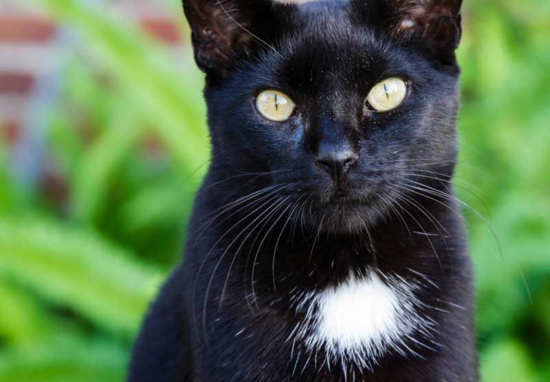 Từ đó, dân chúng bắt đầu xa lánh, đuổi đánh và giết mèo. Ban đầu họ chỉ nhằm vào những con mèo đen, rồi sau đó là tất cả những con mèo mà họ bắt gặp.