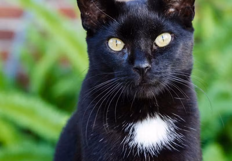 Từ đó, dân chúng bắt đầu xa lánh, đuổi đánh và giết mèo. Ban đầu họ chỉ nhằm vào những con mèo đen, rồi sau đó là tất cả những con mèo mà họ bắt gặp.