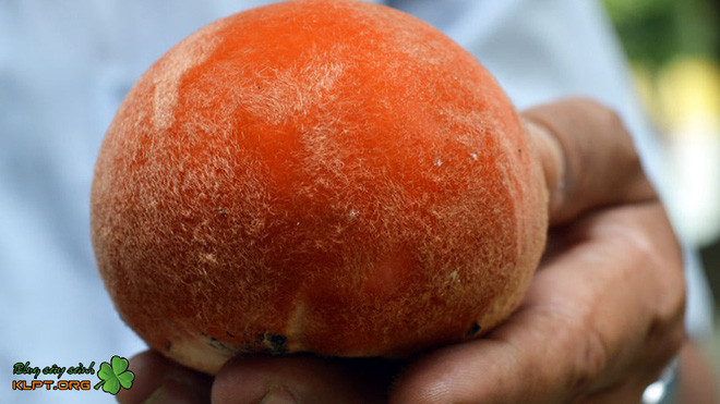 Viet Nam co loai qua la nhu ket hop giua dao, hong va vu sua-Hinh-5