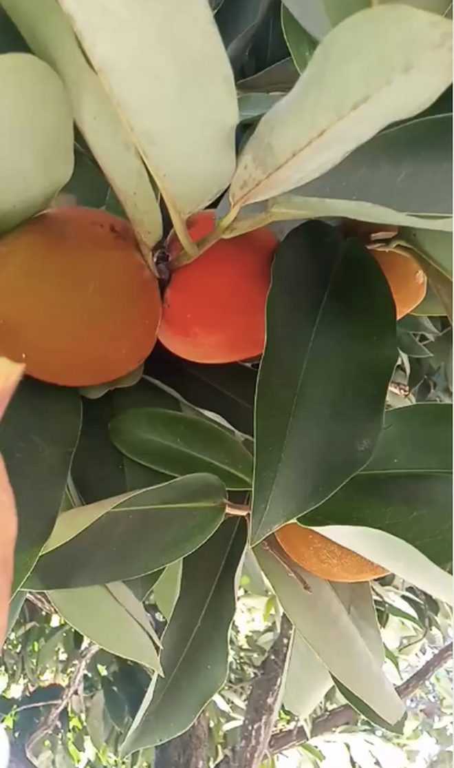 Viet Nam co loai qua la nhu ket hop giua dao, hong va vu sua