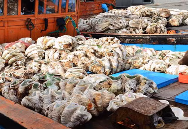 Can canh loai so khong lo nang 3 ta, gia dat do cua Viet Nam-Hinh-7