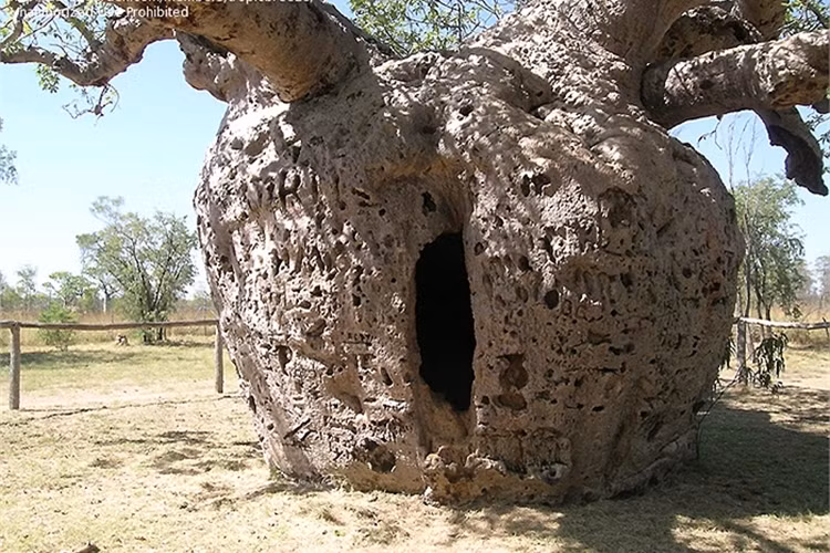 Trong thập niên 1890 tại niềm Nam Derby, Australia, bao báp còn là “địa ngục” giam giữ những tử tù. Thân cây được khoét rỗng làm nhà giam.