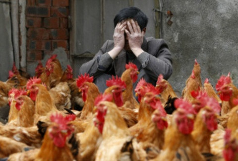 Có bằng chứng cho thấy virus cúm gia cầm H7N9 "lây từ người sang người" ở Trung Quốc và có nguy cơ gây ra đại dịch.